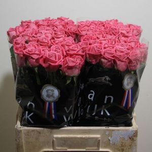 ROSE AQUA KENIA 50
